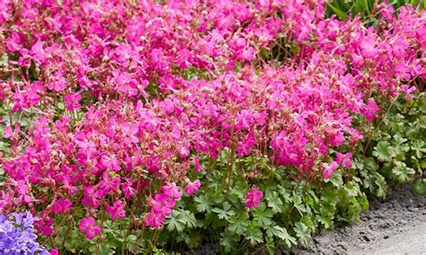 Hardy Perennials For Beginners