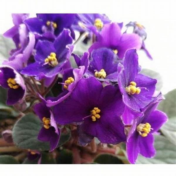 Indoor Blooms For Shaded Areas