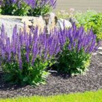 Long-lasting Blooms With Natural Methods