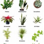 Low-maintenance Family-safe Plants