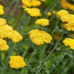Low Maintenance Perennial Plants