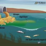 Maintaining Blooms With Reduced Sunlight