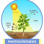 Maximizing Photosynthesis Indoors