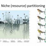 Niche Partitioning In Plant Communities