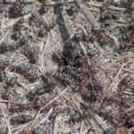 Observing Wildflowers In Their Natural Environment