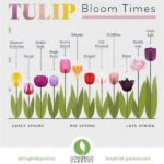 Optimal Season For Tulip Blooms