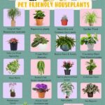 Pet-friendly Flowering Houseplants