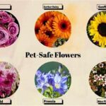 Pet-safe Flowers For Home Gardens