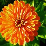 Pet-safe Lush Flower Varieties