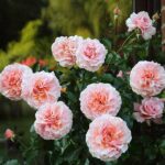 Popular Scented Outdoor Blooms
