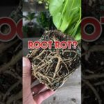 “prevent Rot From Underwater Leaves”