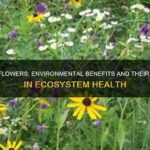 Role Of Wildflowers In Soil Health