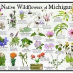 “spotting Wildflowers For Beginners”