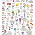 Traditional Symbolism Of Various Flowers