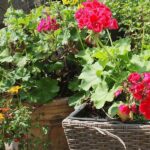 User-friendly Plants For New Gardeners