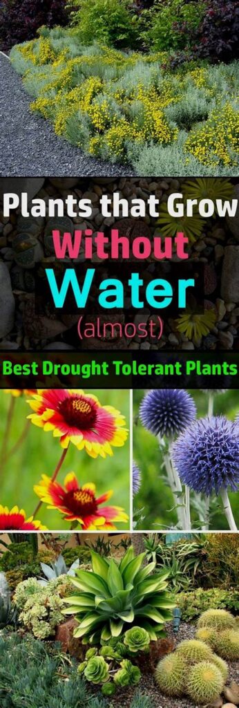 Water-conserving Garden Flowers