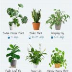 Workshops On Identifying Local Plants