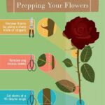 Year-round Floral Care Tips