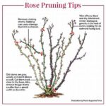Autumn Plant Pruning Advice