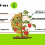 Avoiding Flower Temperature Stress