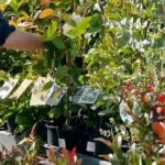 Choosing Plants For Spring Gardens