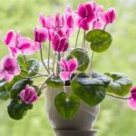 Easy-care Flowering Plants