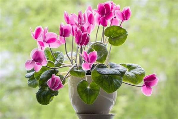 Easy-care Flowering Plants