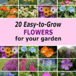 Easy-to-grow Garden Favorites