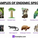 Ecological Niches Endemic Plants