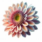 Exclusive Flower Design Package