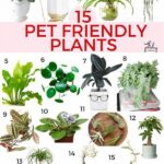 Feline-friendly Indoor Plant Choices