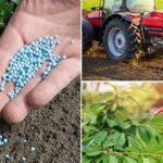 Flower Fertilizer Application Techniques