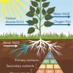 Flower Garden Soil Nutrients