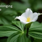 Flower Longevity Improvement Tricks