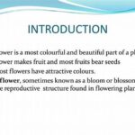 Kids Introduction To Flowers