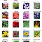 Non-harmful Plants For Felines.