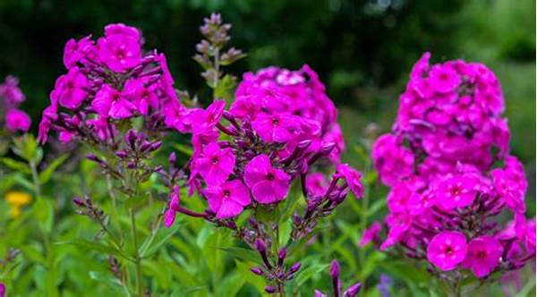 Pleasingly Fragrant Garden Species