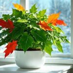 Seasonal Plant Care Routines