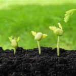 Temperature-dependent Seed Germination