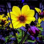 Vibrant Summer Flower Displays