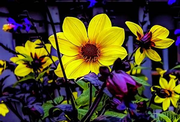 Vibrant Summer Flower Displays