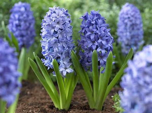 When To Plant Spring Flowers